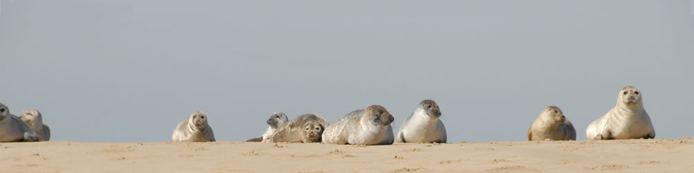 Seals on the Sand at Blakeney Point