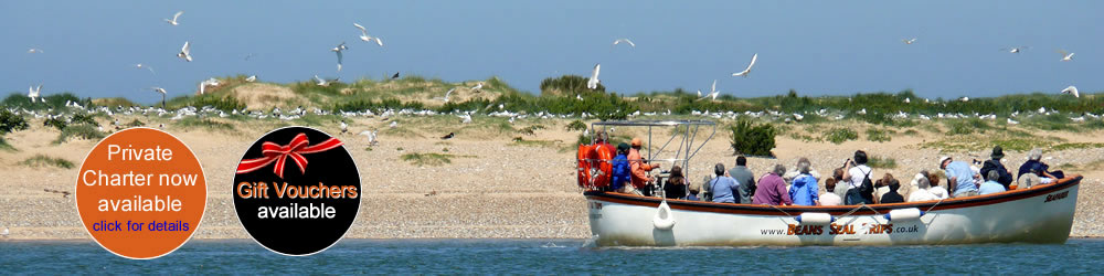 Blakeney Point Seal Trips with Beans Boats