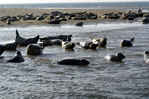 Seals on Blakeney Point