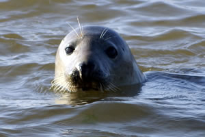 Inquisitive Commons Seal 