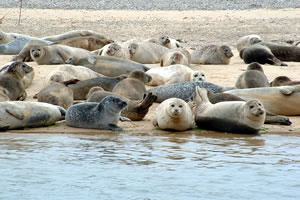 Seals on Blakeney Point
