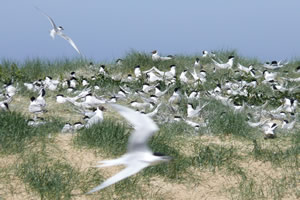 Seals on Blakeney Point