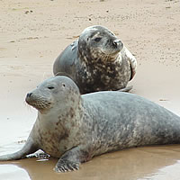 Grey Seals on the sands at Blakeney Point