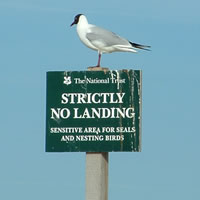 Black headed Gull that can't read!