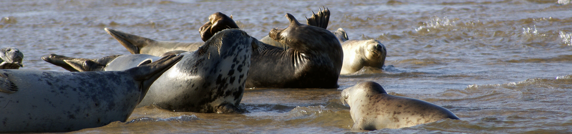 Grey Seals waiting for the tide to float them off at Blakeney Point