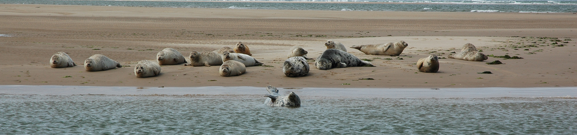 Common Seals and Grey Seals hauled out on the West Sands at Blakeney Point