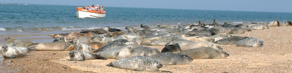 Beans Boat trips enjoying close contact with some Common Seals relaxing on the Point