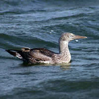 Visiting Gannet, an infrequent visitor