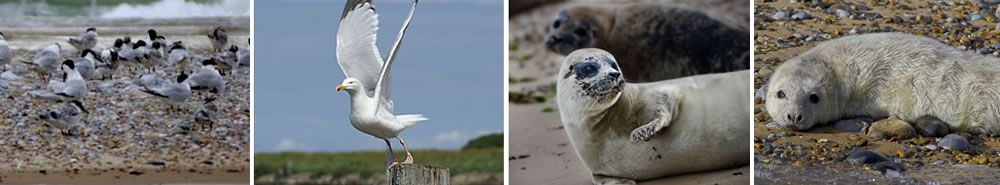 Terns nesting; Gull; Seal and Seal Pup