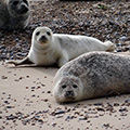 Seal Pups