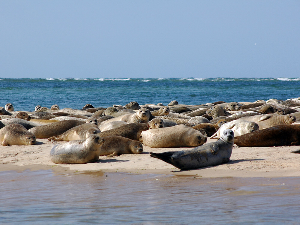 seal boat trips from blakeney