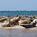 The Seal Colony on Blakeney Point