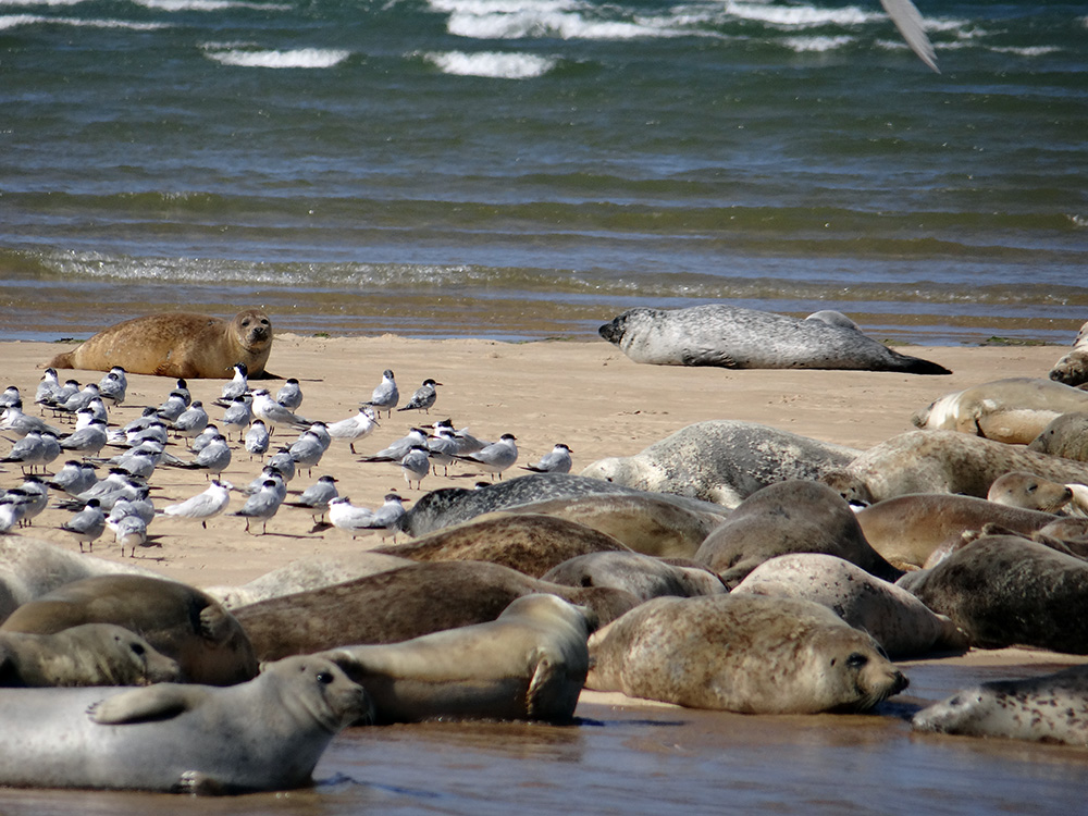 seal trips from blakeney point