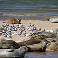 Seals and Terns on Blakeney Point