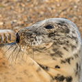 Young Seal relaxing at sunset