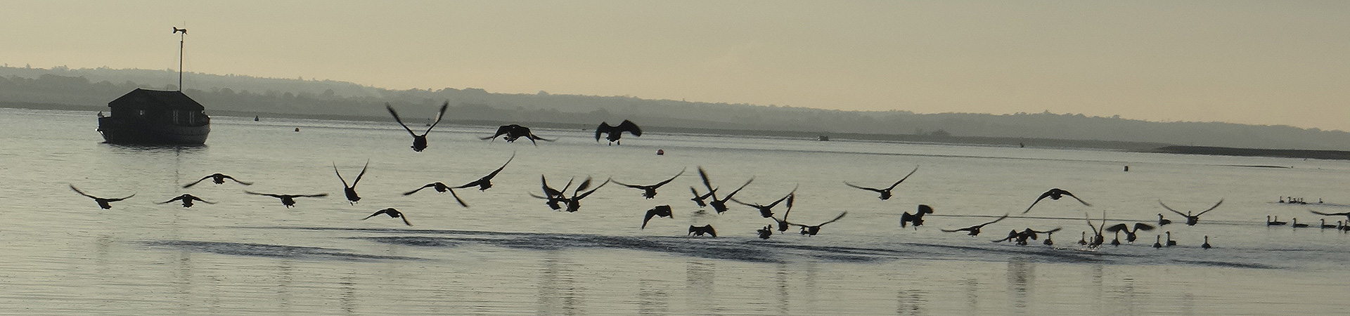 Brent Geese coming into land on the water in Blakeney Pit