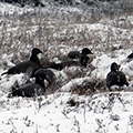 Brent Geese in the snow on Blakeney Point