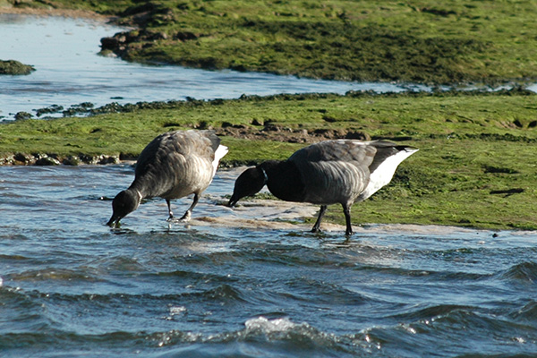 A couple of Brent Geese feeding in the shallows
