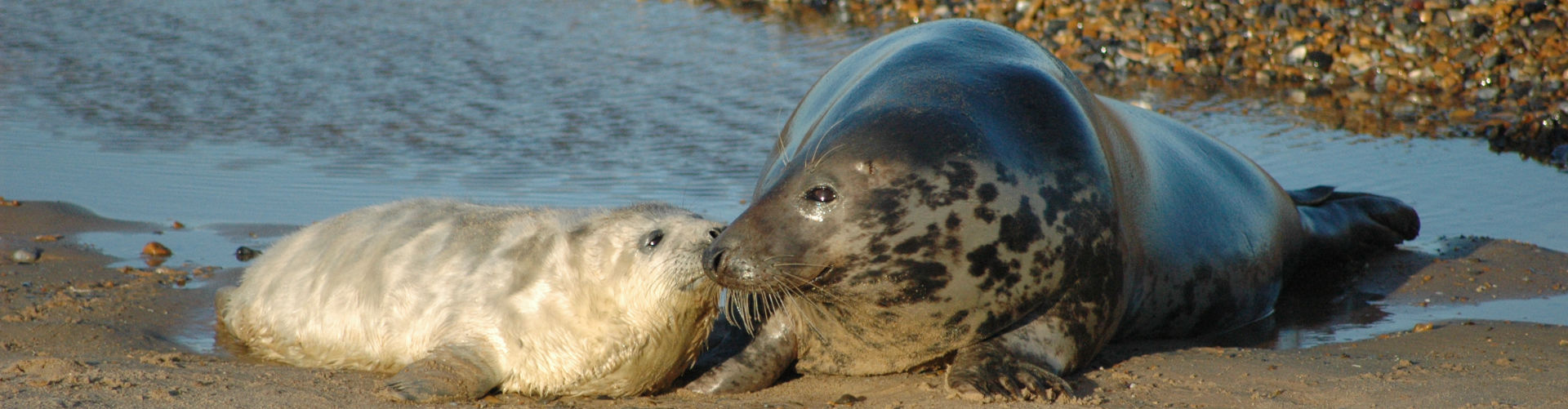 Grey Seal pup with mother