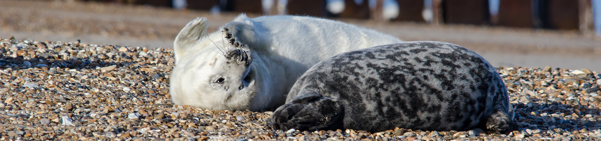 Young seal pups on the beach at Blakeney Point