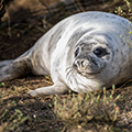 Grey Seal pup at Blakeney Point