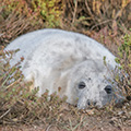 Grey Seal pup at Blakeney Point