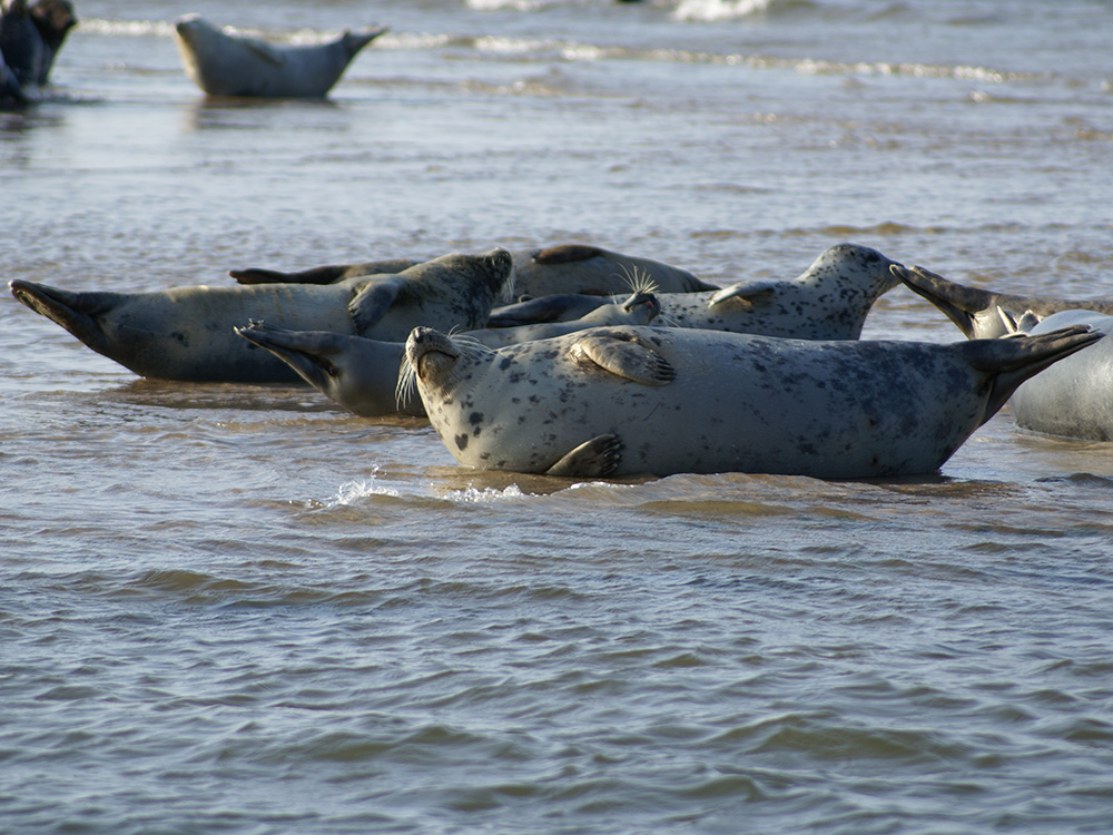 seals blakeney point boat trips