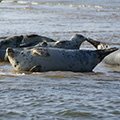 Grey Seals waiting to float off on the incoming tide