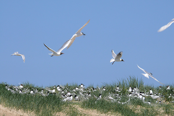 Nesting Terns