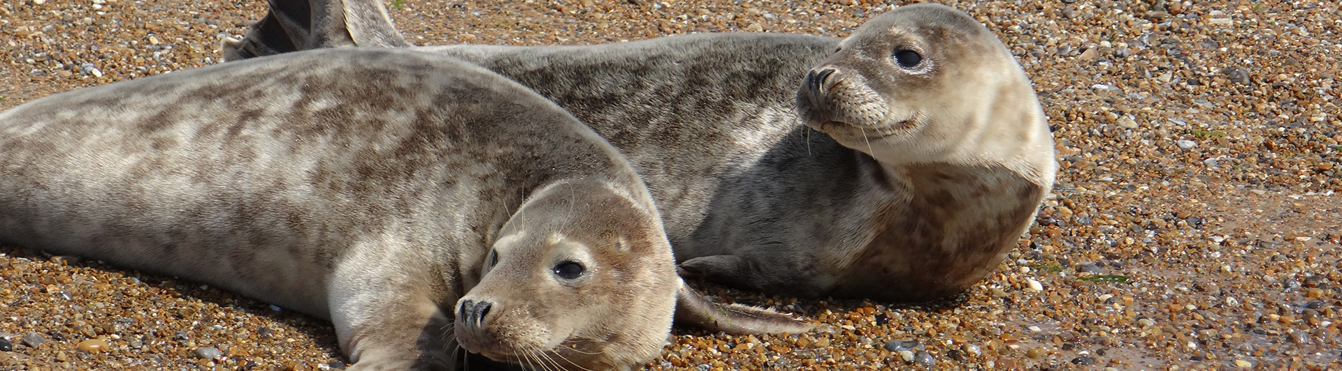 Pair of young seal pups hauled out on the beach