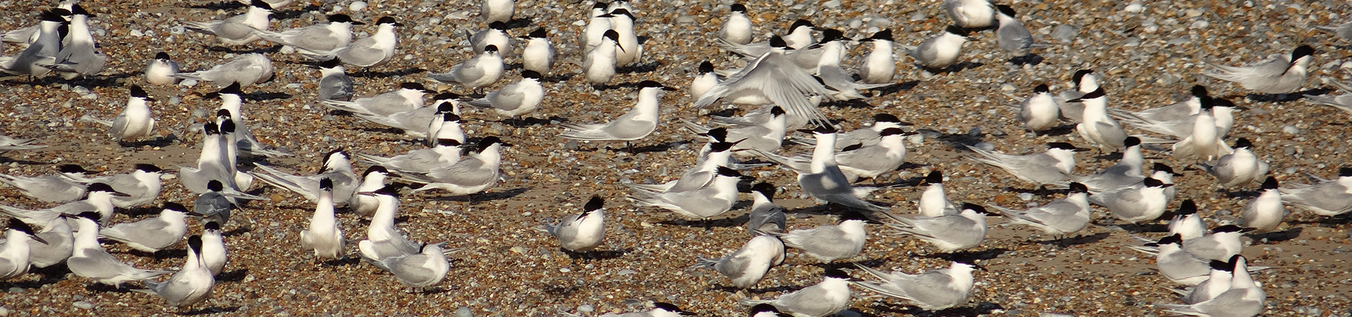 Sandwich Terns on the sand at Blakeney Point