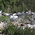 Sandwich Terns and Black Headed Gulls nesting on Blakeney Point