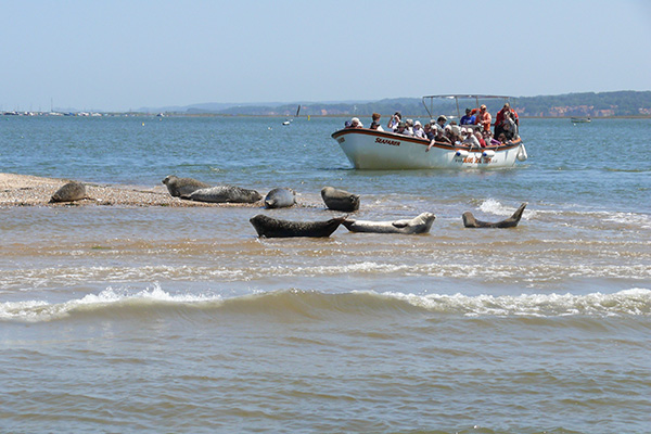 Seafarer gets in close to some Seals on the beach