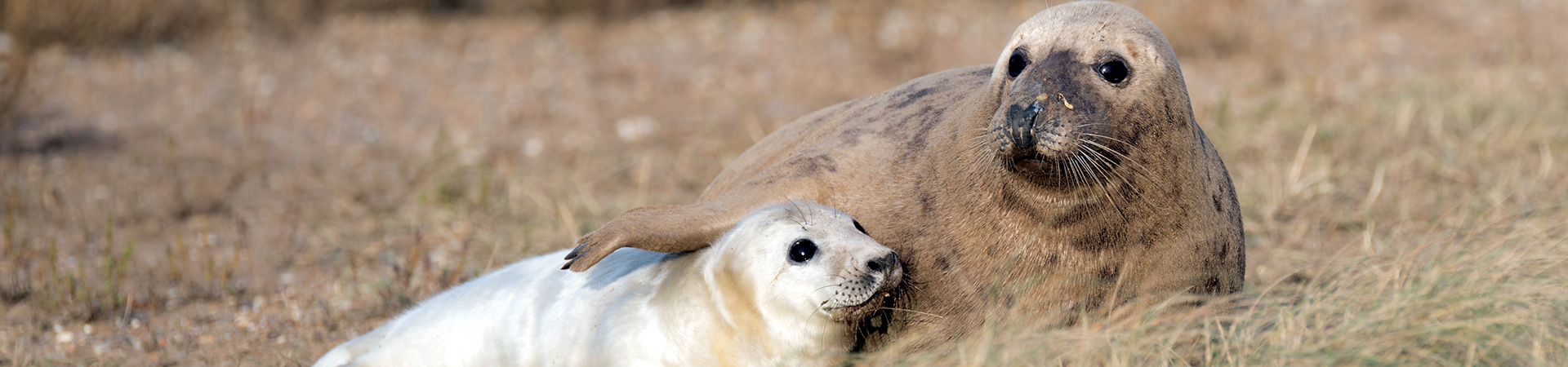 Grey Seal and pup in the dunes at Blakeney Point