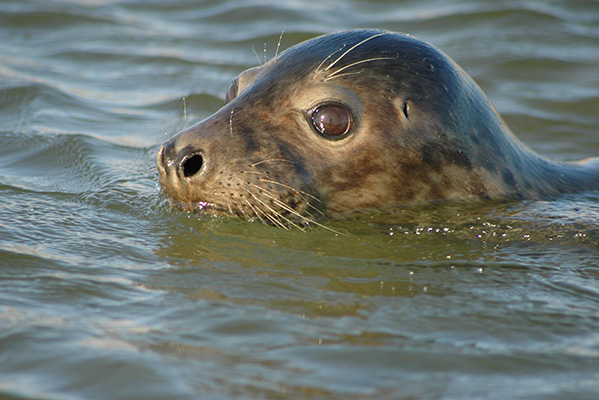 Young Grey Seal head above water