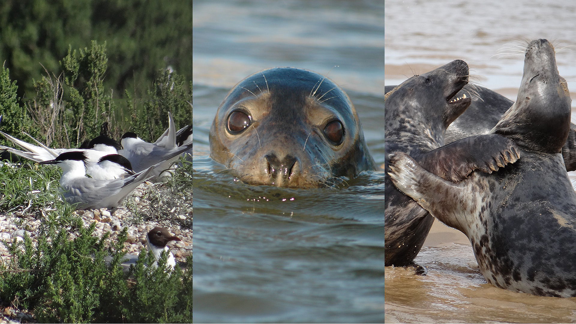 Seals and Birds at Blakeney Point