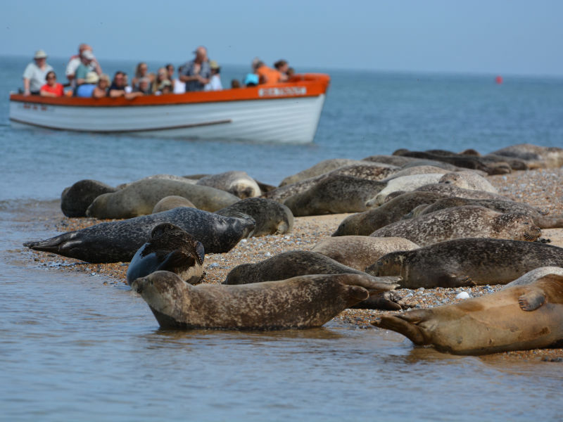 Common seals with Sea Trout in the background