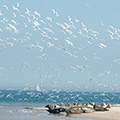 Large flock of Terns over the seals at Blakeney Point