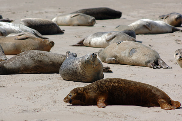 Large group of Common and Grey Seals on Blakeney Point