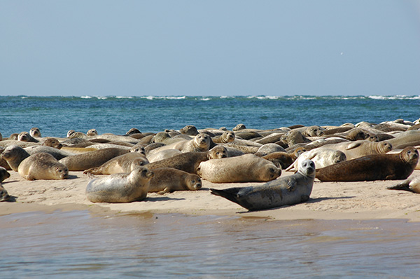 Large group of Common and Grey Seals on Blakeney Point