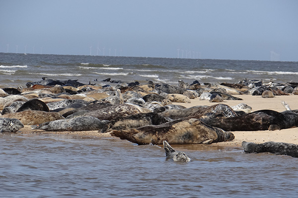 Large group of Common and Grey Seals on Blakeney Point