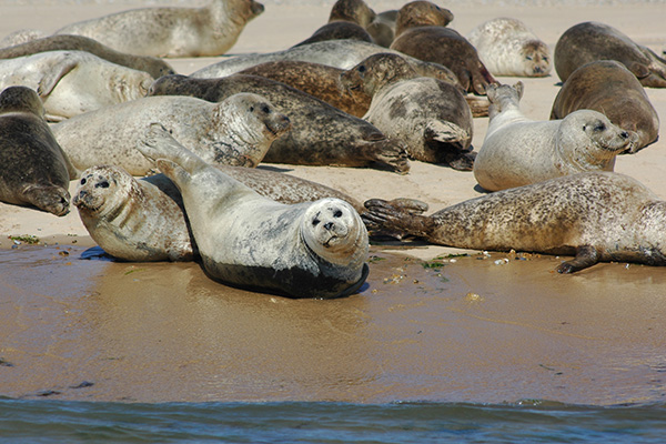 Large group of Common and Grey Seals on Blakeney Point