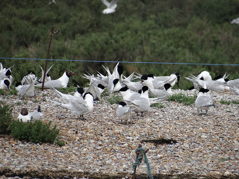 Nesting Black Headed Gulls and Sandwich Terns