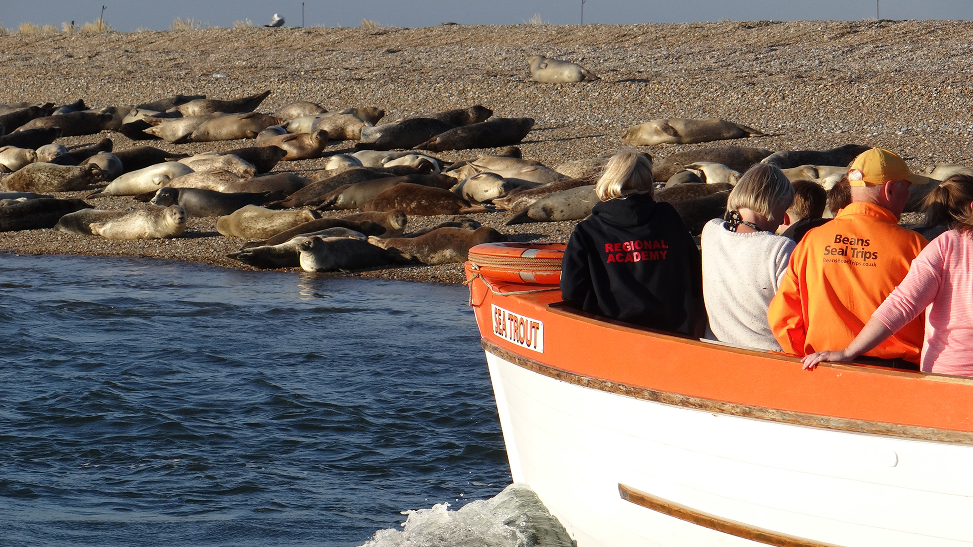 temple seal trips at blakeney point holt