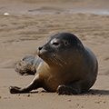 Young Grey Seals on Blakeney sands